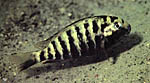 Simochromis babaulti