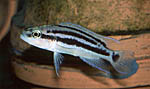 Neolamprologus bifasciatus