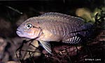 Telmatochromis burgeoni