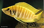 Altolamprologus calvus