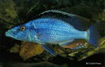 Dimidiochromis compressiceps