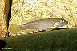 Lamprologus congoensis