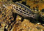 Lepidiolamprologus elongatus