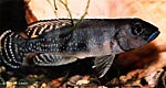 Lamprologus kingweensis