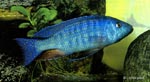 Dimidiochromis kiwinge