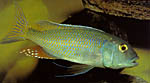 Buccochromis lepturus