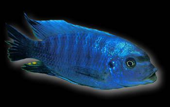 Petrotilapia tridentiger, picture by Ad Konings