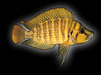 Altolamprologus compressiceps, photo by Ad Konings