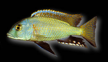 Buccochromis nototaenia, picture by Ad Konings