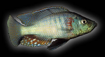 Dimidiochromis strigatus, Photo by Ad Konings