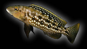 Lepidiolamprologus elongatus, photo by Ad Konings