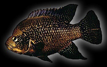 Paratilapia polleni, Photo by Paul V. Loiselle