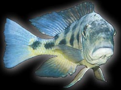 Fossorochromis rostratus, picture by Roger Hassgstrom