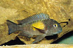 Tropheus sp. moori