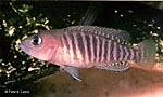 Neolamprologus multifasciatus