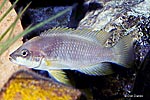 Neolamprologus mustax