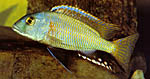 Buccochromis nototaenia