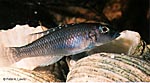 Lamprologus ornatipinnis