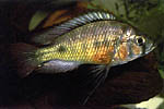 Haplochromis phytophagus