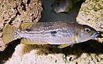 Neolamprologus pleuromaculatus