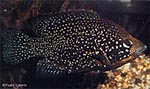 Paratilapia polleni