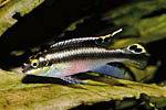 Pelvicachromis pulcher