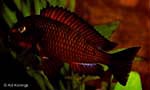 Tropheus sp. red