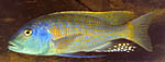 Buccochromis rhoadesii