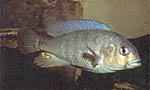 Ctenochromis sauvagei