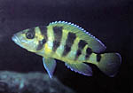 Neolamprologus sexfasciatus