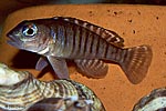 Lamprologus signatus