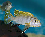 Labidochromis sp. pearlmutt