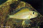 Xenotilapia spiloptera