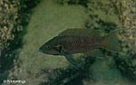 Neolamprologus splendens