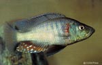 Dimidiochromis strigatus