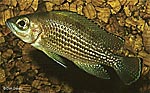 Neolamprologus toae