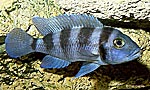 Neolamprologus tretocephalus