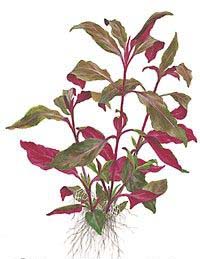 Alternanthera reineckii Lilacina