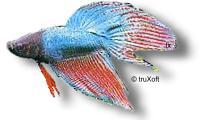 betta splendens.jpg (5877 bytes)