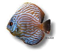 Discus